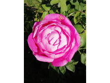 IMG 20190913 101807.jpg