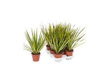 ������� ������� ( Dracaena Marginata Sunray) - 350 - 400 ���.