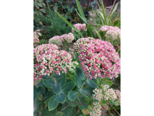 IMG 20190907 130134.jpg