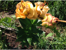 ����� ������� �����