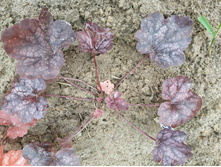 ������� ������