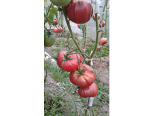 �� ����� �������������