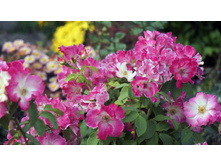 ����� (Liola)