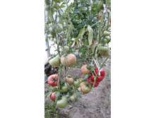 ������� �� ������