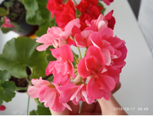 IMG 20190917 064937.jpg