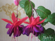 ������ Voodoo