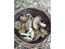 IMG 20190911 130152.jpg