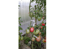 ������� �������