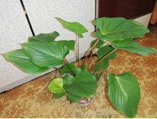 ���������� ���� �����