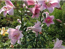 ����� ���� �����