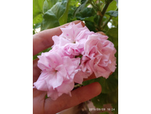 ���� ��������