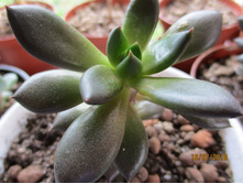 ���  ������  �����������