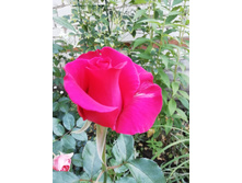 IMG 20190913 101924.jpg