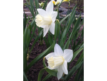 ����� ���