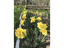 ������ Tahiti