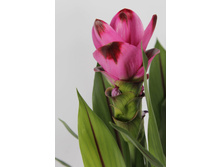 ������� ���� ����� (Curcuma Siam Splash)