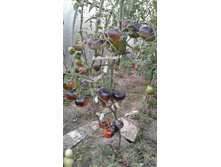 ����� ���� (����� ��������)