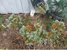 IMG 20190908 104126.jpg