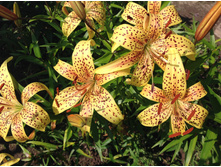 ����� ��������