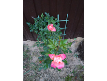 IMG 20190901 190435.jpg