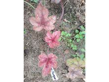 ���� �������