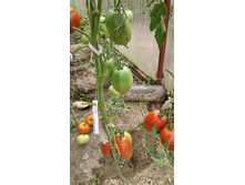 ���� �������