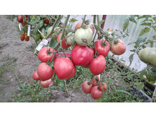 ��� �����������