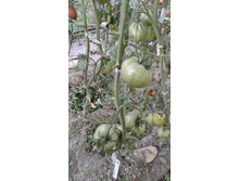 Hillbilly, �����