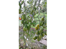 ������� �����