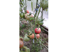 ������� �� ������