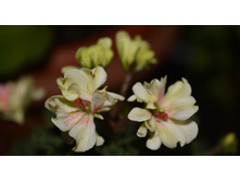 �� ������