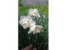 ��� ��������