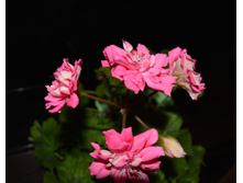 Unicom Zonartic Rose