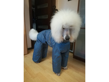 70665522 968838663469345 7081299515071791104 n.jpg