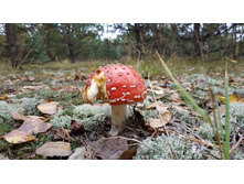 �����, �������