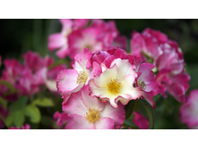 ����� (Liola)