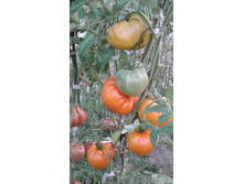 �������� ��������� ��������