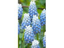 7580, 20 MUSCARI PEPPERMINT-3��, 203���.jpg