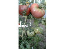 ������������ 2