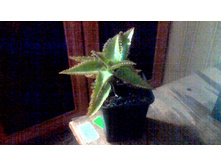 �������� ���������(��������)