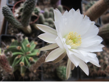 Echinopsis chacoana