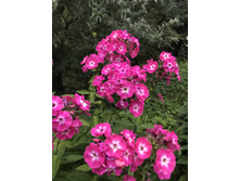 ����� ���������� 50 ���