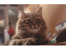 ����������� ���