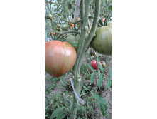 Hamevs German Oxheart