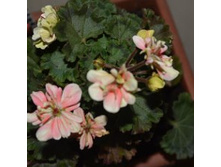 �� ������ (����)��������� ����