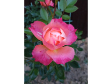 IMG 20190901 190418.jpg