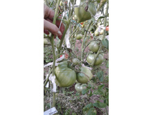 ����� ����