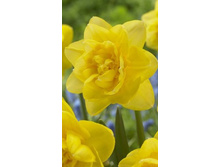 56620, 5 Narcissus SHERBORNE-2��, 162���.jpg