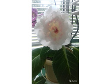 ��������� ���� �����