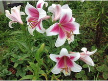 ����� ���������